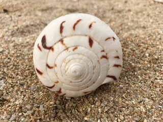 浜辺の貝殻