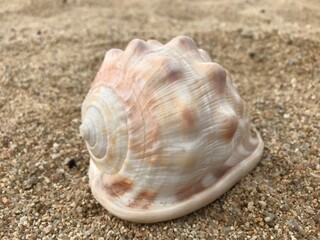 浜辺の貝殻