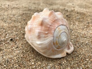 浜辺の貝殻
