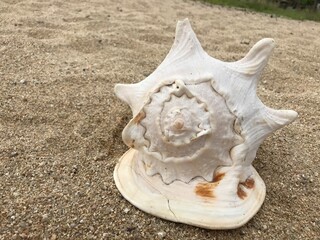 浜辺の貝殻