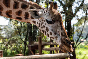 giraffe close-up on a green background 