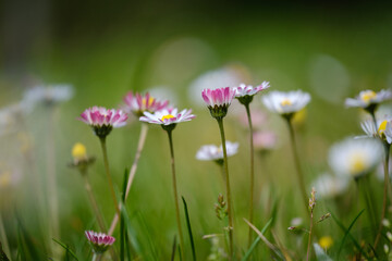 Fototapeta premium Common daisy beautiful flowers on a grassland