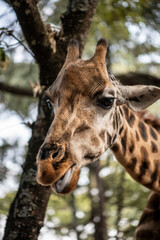 giraffe close-up on a green background 