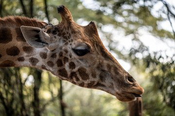 giraffe close-up on a green background 
