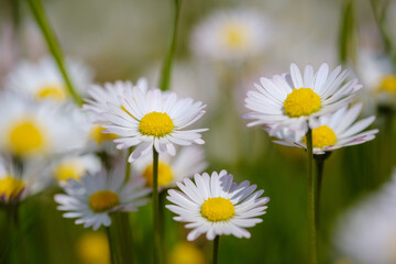 Fototapeta premium Common daisy beautiful flowers on a grassland