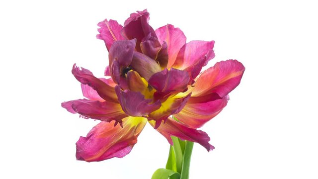 Beautiful large colourful tulip blooming on white background close up. 4K