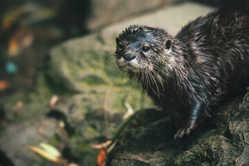 otter on the rock