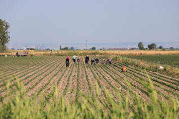People hoeing between saplings in a cotton field