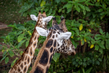 giraffe close-up on a green background 