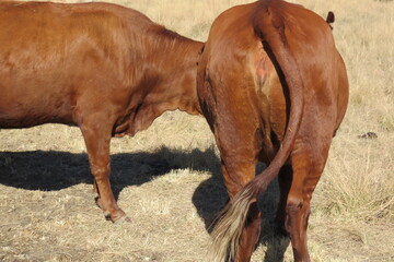 Closeup rear view of a brown cow and it's long wagging tail, standing on a  brown dry winter's...