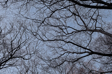 view of branches without leaves background, abstract, stress sadness