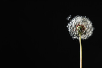 Beautiful dandelion flower on black background. Space for text