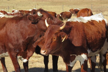 closeup of cattle around a water bath in a grass fiele