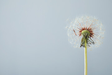 Beautiful dandelion flower on grey background. Space for text