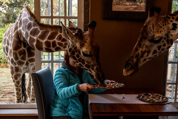 giraffes from the forest came to the people for breakfast