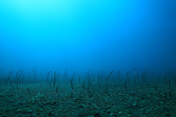 Fototapeta na wymiar sea eels underwater / garden eels, sea snakes, wild animals in the ocean