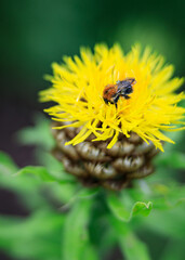 Bee on a yellow flower.