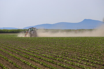 Farmer driving small cotton seedlings and bees in cotton field with tractor .