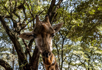 giraffes came to the people in the cafeteria for breakfast in Kenya