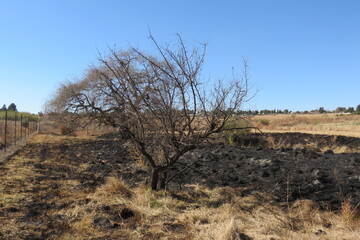 Large dried out, leafless tree surrounded by winter's dull brown grasslands and burnt black grass remains under a crystal clear blue sky