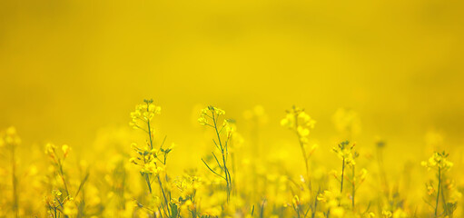 abstract summer background texture of yellow flowers in the field, beautiful nature sunny day wild flower