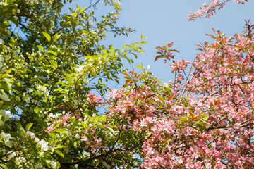 Pink and white apple blossom in the garden on spring
