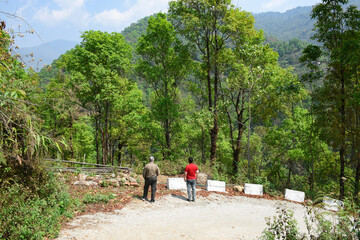 Fototapeta na wymiar The mystique view of green trees in himalayan forest.