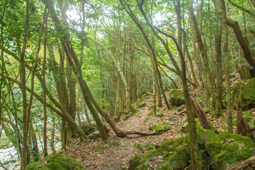 三重県　秋の大杉谷