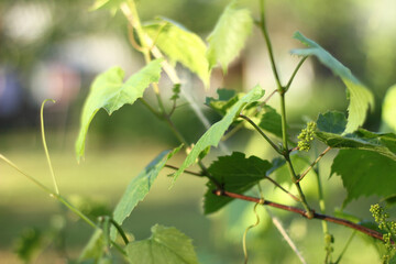 first small berries on new bunches of vines. the beginning of the next harvest