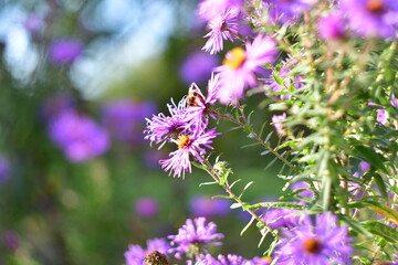 bee on a flower