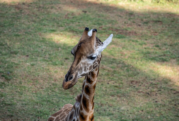 giraffe head close-up on a background of greenery