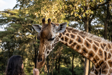 giraffe head close-up on a background of greenery