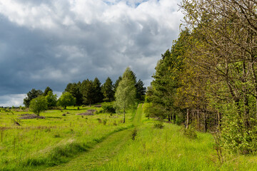 Beautiful forest panorama, meadow and road