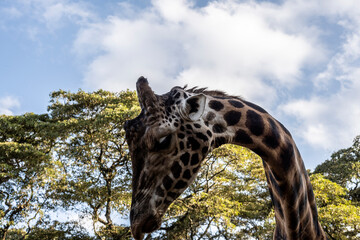 giraffes came to the people in the cafeteria for breakfast in Kenya