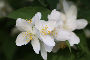 Fototapeta na wymiar Closeup view of beautiful blooming white jasmine shrub outdoors