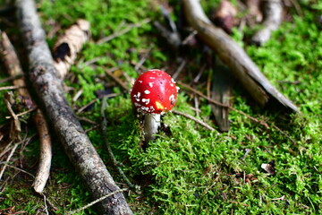 fly agaric mushroom in forest