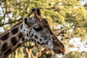 giraffe head close-up on a background of greenery