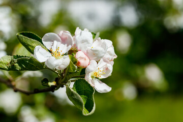 Apple blossom in the garden on spring