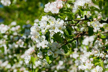 Apple blossom in the garden on spring