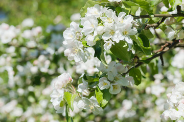 Apple blossom in the garden on spring