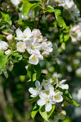 Apple blossom in the garden on spring