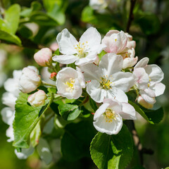 Naklejka na ściany i meble Apple blossom in the garden on spring