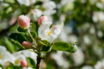 Apple blossom with raindrops in the garden on spring
