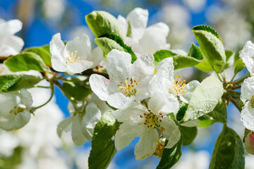 Apple blossom with raindrops in the garden on spring