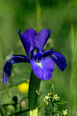 Un bel iris de montagne