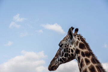 giraffe head close-up on a background of greenery