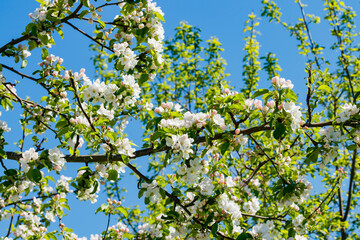 Apple blossom in the garden on spring