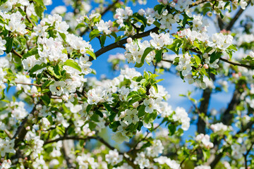 Apple blossom in the garden on spring