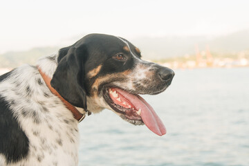 the dog looks at the sea