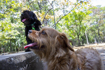 Closeup shot of a cute brown dog and a black dog